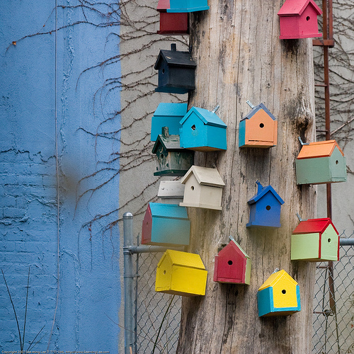 birds5-flickrCC