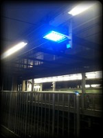 bluelight
