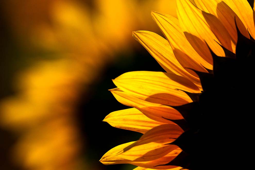 tournesol-2
