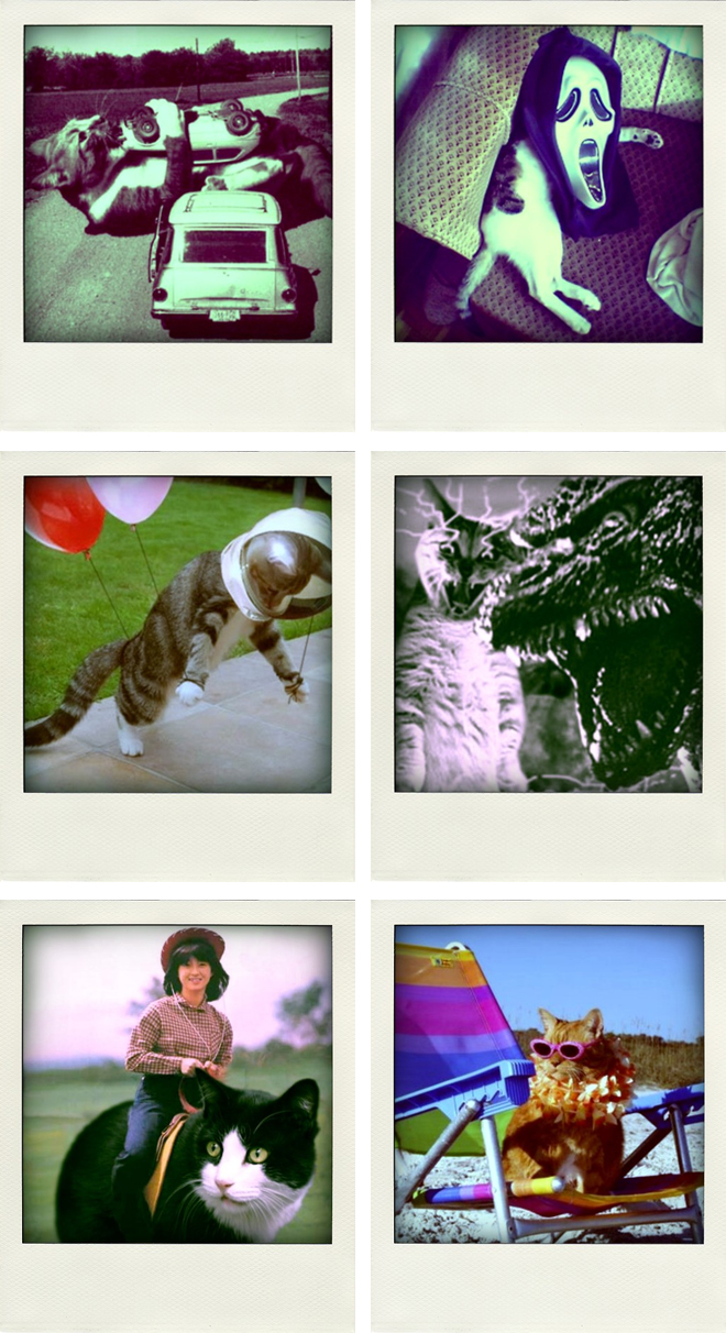 catz