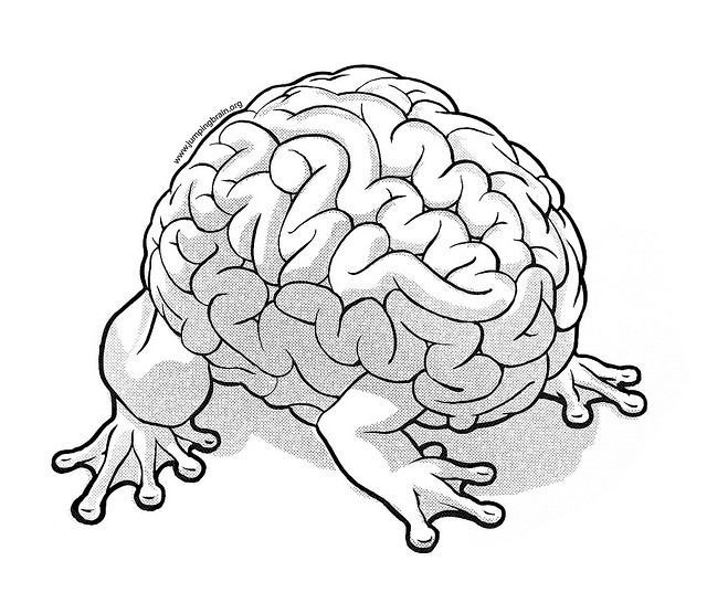 cerveau-saut